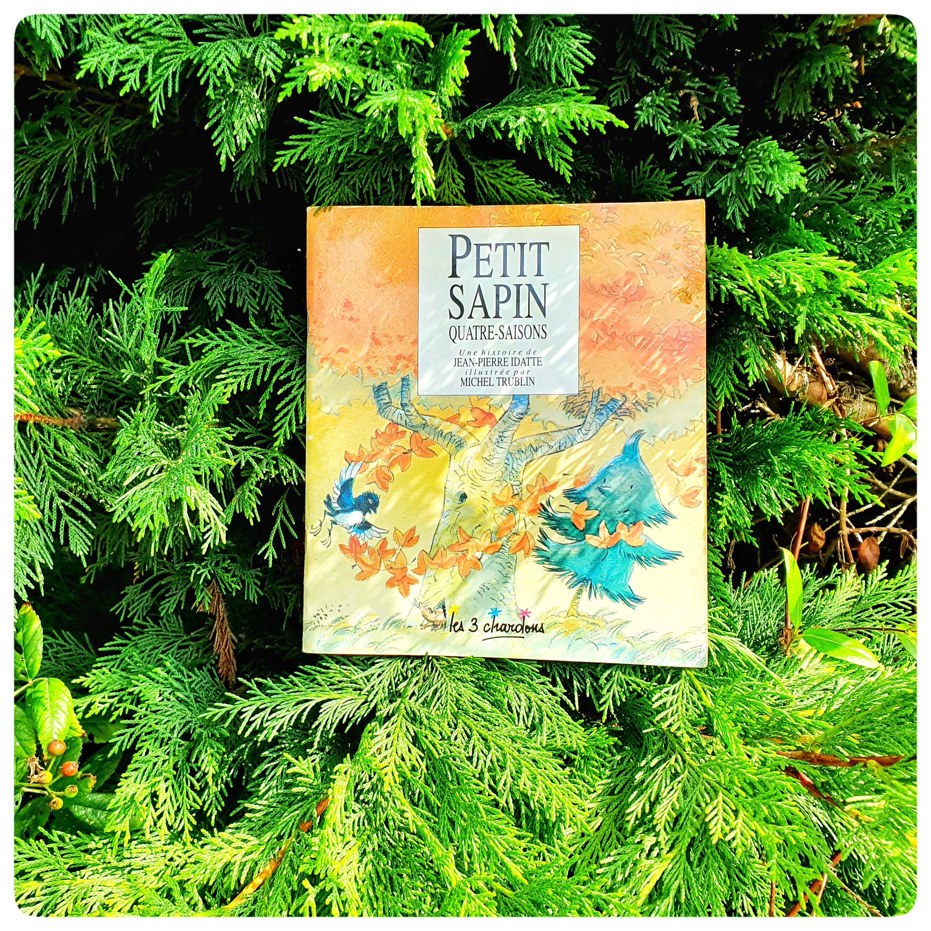 Petit sapin quatre&nbsp;saisons